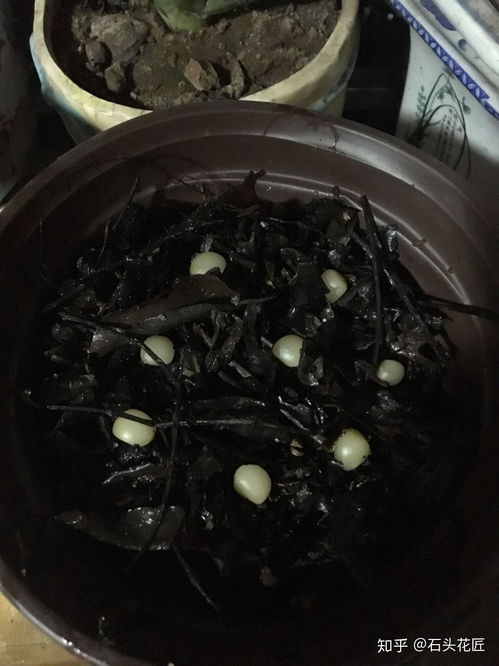 用过的活性炭可以做植物土吗