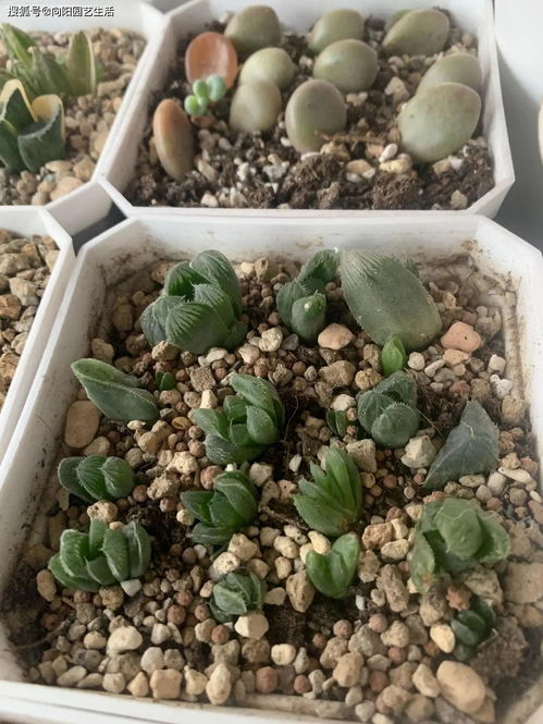 活性炭能放花盆里种花吗