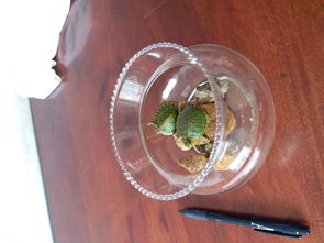 乌龟缸能不能用活性炭消毒