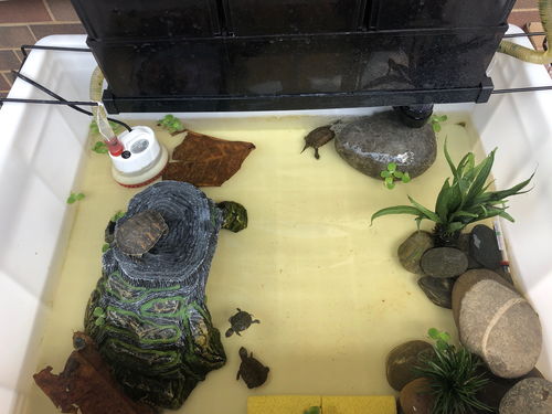 乌龟缸硝化菌的正确使用方法