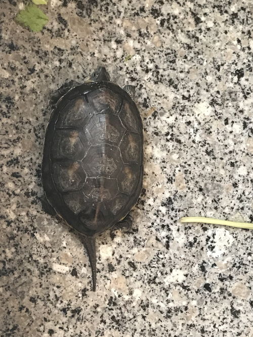 乌龟肺炎死了要消毒龟缸吗