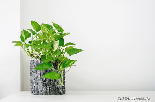 火鹤花用活性炭不