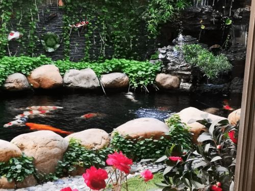 锦鲤鱼池能用活性炭吗