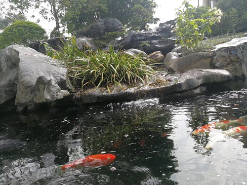 养鱼水的活性炭怎么使用方法