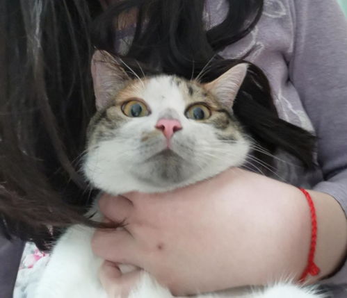 药用活性炭猫咪