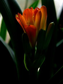 君子兰花用不用活性炭