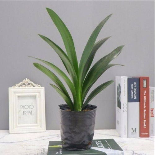 君子兰土里掺点活性炭好吗