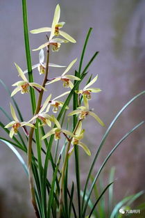 活性炭可以加到兰花土里吗