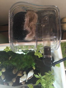 鱼缸滤材能用活性炭吗