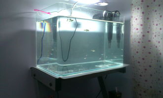 普通木炭可以用在鱼缸过滤吗