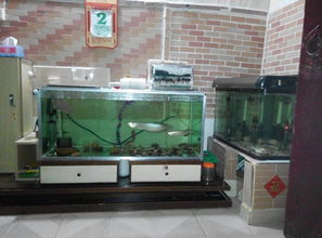 鱼缸过滤用活性炭么