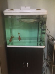 鱼缸过滤蛋白棉好用还是活性炭好用