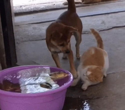 狗吃了活性炭颗粒会怎么样