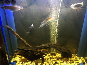 活性炭放鱼缸里水变黑了怎么办