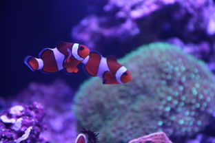 鱼缸放入活性炭水变浑浊了