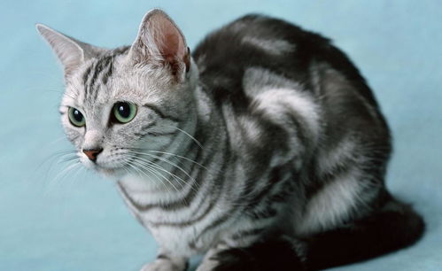 猫用活性炭哪种好