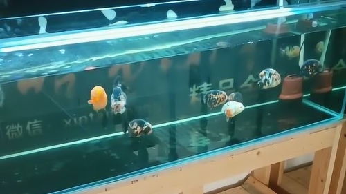 养鱼怎样用活性炭