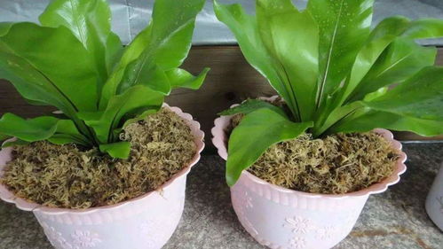 工业用活性炭养花效果