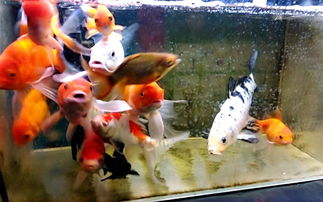 养锦鲤用活性炭么