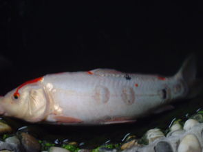 鱼缸里放活性炭对鱼好不好呀