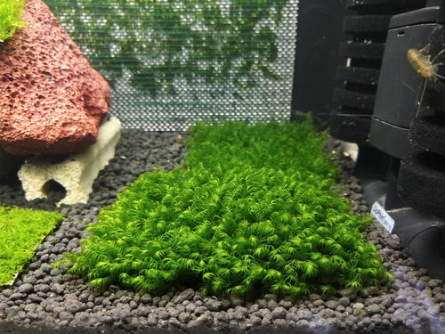 鱼缸过滤能用活性炭