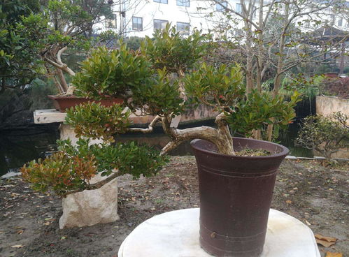 活性炭能放花盆里种花吗