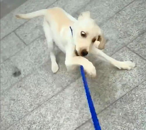 养狗房间用活性炭