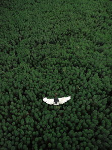 工业活性炭和家用活性炭的区别