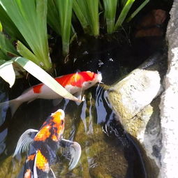 好氧池加活性炭有什么作用