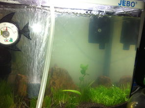 鱼缸为什么不建议放活性炭